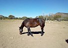 Mustang - Horse for Sale in Williams, AZ 86046