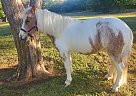 Miniature - Horse for Sale in Waco, TX 76710