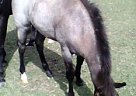 Quarter Horse - Horse for Sale in Centerville, TX 75833