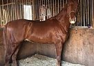 Saddlebred - Horse for Sale in Hamden, CT 06518