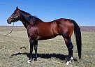 Quarter Horse - Horse for Sale in Calhan, CO 80808