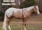 Appaloosa - Horse for Sale in Greenville, KY 40501