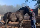 Percheron - Horse for Sale in Antrim, NH 03440