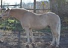 Haflinger - Horse for Sale in Myakka City, FL 34251