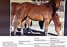 Quarter Horse - Horse for Sale in Toledo, OH 43613