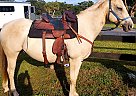 Quarter Horse - Horse for Sale in Ocala, FL 34482