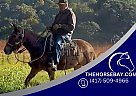 Mule - Horse for Sale in Everett, PA 15537