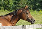 Arabian - Horse for Sale in Laurentian Hills, ON K0J 1P0