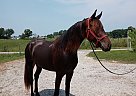 Friesian - Horse for Sale in Boise, ID 83709