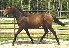 Azteca - Horse for Sale in Guelph, ON 