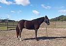 Tennessee Walking - Horse for Sale in Hernando, FL 34442