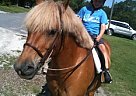 Haflinger - Horse for Sale in Orlando, FL 32835