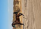 Arabian - Horse for Sale in Maricopa, AZ 85139