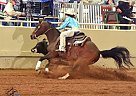 Arabian - Horse for Sale in Seminole, OK 74868