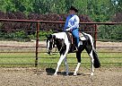 Paint - Horse for Sale in Kewanee, IL 