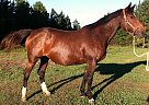 Trakehner - Horse for Sale in Mill Spring, NC 28756
