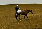 Appaloosa - Horse for Sale in Jefferson, IA 50129