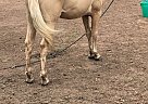 Palomino - Horse for Sale in Conroe, TX 77304