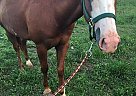 Quarter Horse - Horse for Sale in Lewisburg, TN 37091