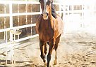 Arabian - Horse for Sale in Scottsdale, AZ 85259