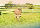 Donkey - Horse for Sale in Frankfort, IL 60423