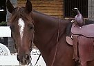 Quarter Horse - Horse for Sale in Wildomar, CA 