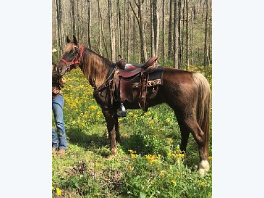Ky mountain horses for sale in kentucky