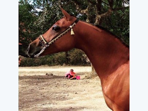 free horses ultima iii free horses ultima iii