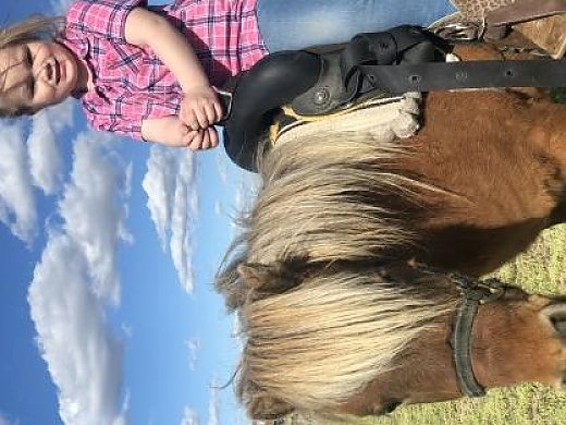 Horses for Sale - Free Ads