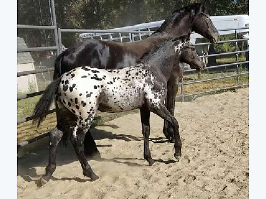 Black Appaloosa Horses for Sale - Free Ads