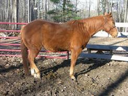 Horses for Sale in Michigan MI - Free Ads