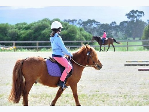 Beautiful Chestnut Shetland Pony