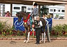 Saddlebred - Horse for Sale in Strum, WI Saddlebred - Horse for Sale in Strum, WI
