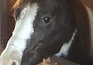 Paint Pony - Horse for Sale in Amarillo, TX 79110 Paint Pony - Horse for Sale in Amarillo, TX 79110