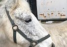Welsh Pony Gelding for Sale in Asheville, North Carolina Welsh Pony Gelding for Sale in Asheville, North Carolina