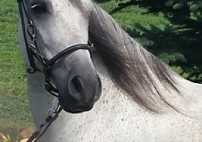 Paso Fino (Paso Fino, 22 yrs) in Berlin, MI
