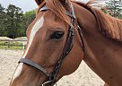 Thoroughbred - Horse for Sale in woodbine, NJ 08270 Thoroughbred - Horse for Sale in woodbine, NJ 08270