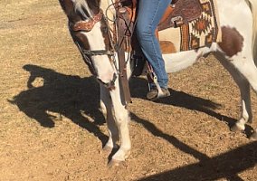 Paint (Paint, Gelding) in Rhoadesville, VA