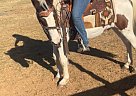 Paint - Horse for Sale in Rhoadesville, VA 22542 Paint - Horse for Sale in Rhoadesville, VA 22542