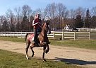 Game, 3 Gaited, Fully Equitated ... Saddlebred Mare