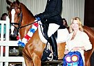 2015 Is Your Year! 3rd Level Hal... Half Arabian