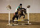 Great Grand-Daughter Of Poco Len... Quarter Horse Mare