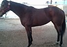 Quarter Horses & Thoroughbreds ... Thoroughbred