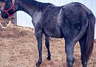 Quarter Horse Mare for Sale in Meeker, Oklahoma Petros Peppy Chick