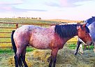 Toast - Gelding in Park Rapids, MN Toast - Gelding in Park Rapids, MN
