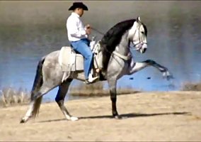 Andalusian / PRE (Andalusian / PRE, Stallion) in Cleburne, TX