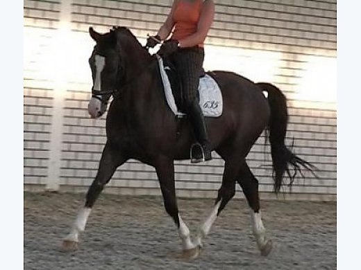Dressage and Jumping