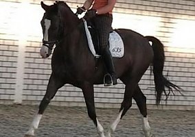 Warmblood (Warmblood, Stallion) in Orange, TX