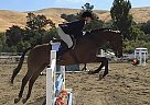 Cooper - Gelding in Daly City, CA Cooper - Gelding in Daly City, CA