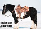 Draft - Horse for Sale in Fieldon, IL 40501